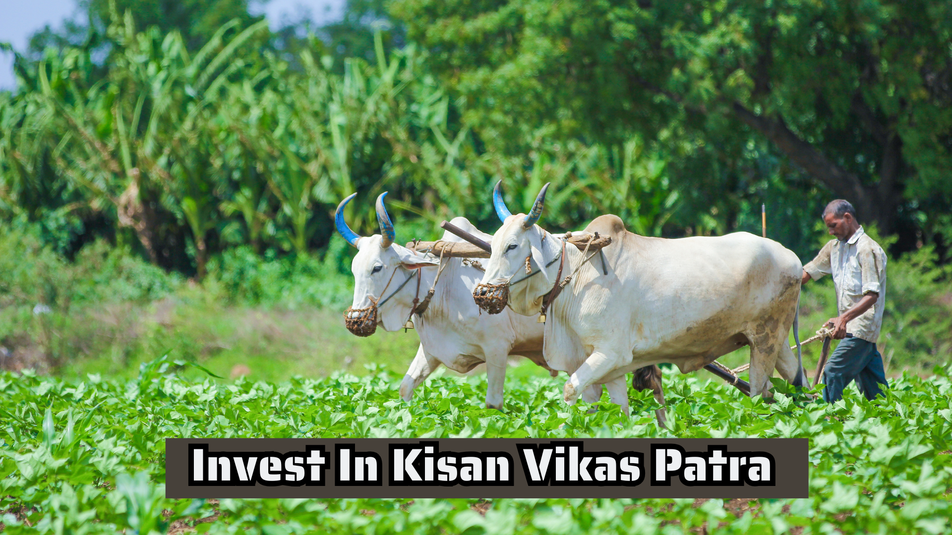 Kisan Vikas Patra